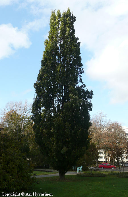 Ouercus robus 'Fastigiata', kartiotammi